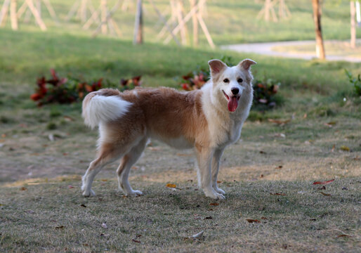 中型犬帅气牧羊犬