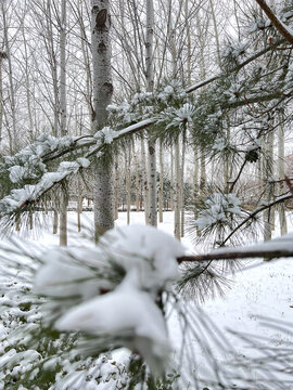 枝上积雪