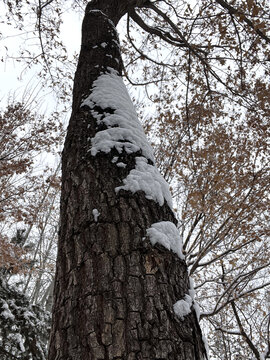 树上雪