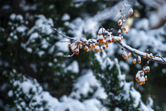 雪后海棠果