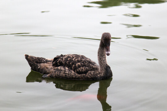 黑天鹅在湖水中游行