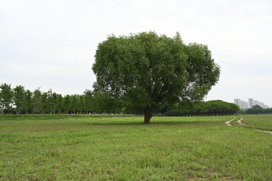 草原大树绿地草坪蓝天白云