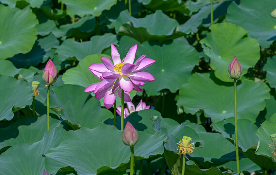 荷花莲花