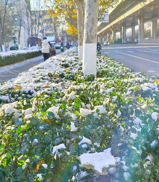 雪后清晨