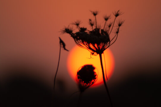 夕阳下的杂草