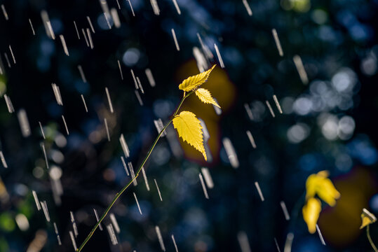 雪中腊梅花