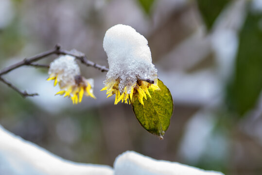 雪中腊梅花