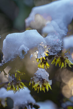 雪中腊梅花