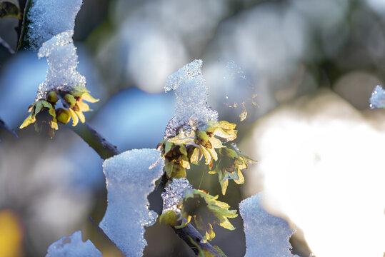 雪中腊梅花