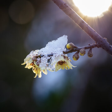 雪中腊梅花