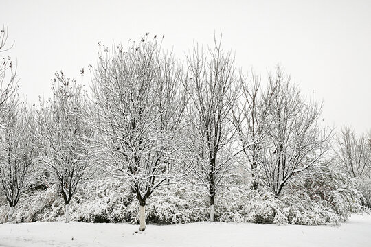 暴雪天气树上厚厚的积雪