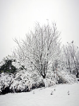 暴雪天气树上厚厚的积雪