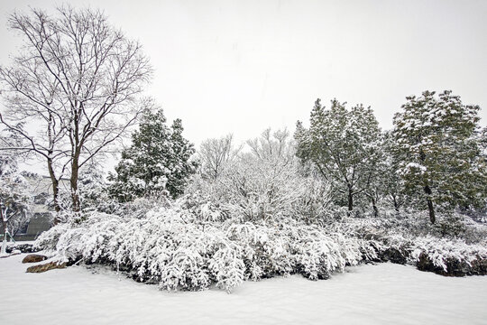 暴雪天气树上厚厚的积雪