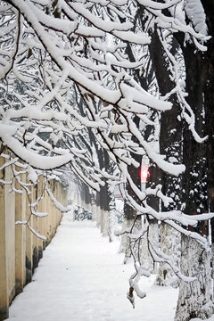 暴雪天气树上厚厚的积雪