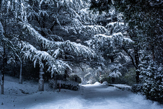 威海环翠楼公园雪景