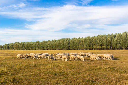 内蒙古大草原羊群