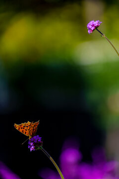 蝶恋花