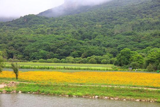 帽儿山花海