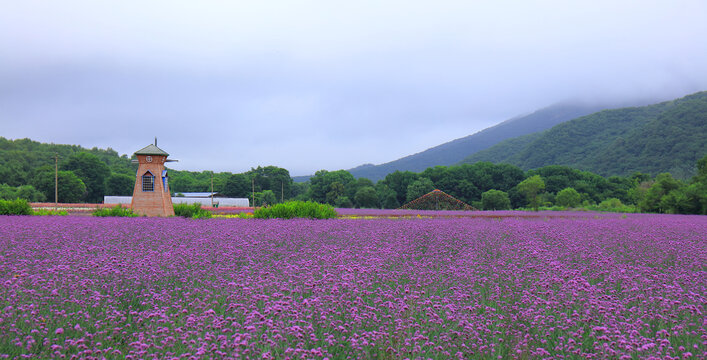 花海全景