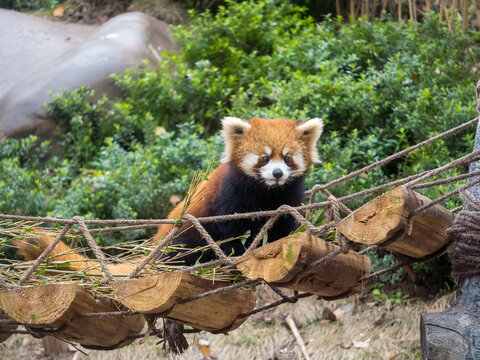 小熊猫在绳索桥上