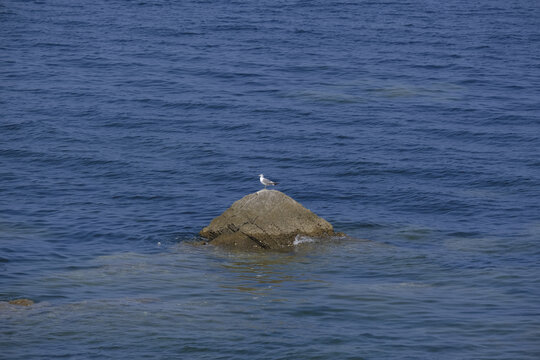 孤石上的海鸥