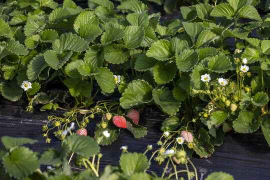 江南大棚覆盖地膜种植有机草莓