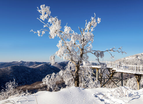 雪景雾凇