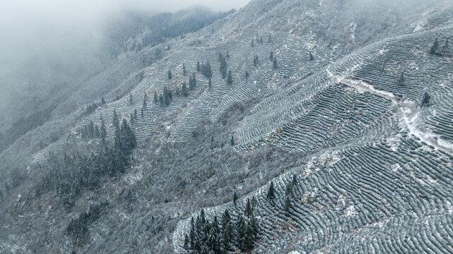 航拍冬季茶山风光