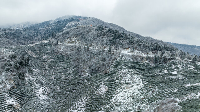 航拍冬季茶山风光