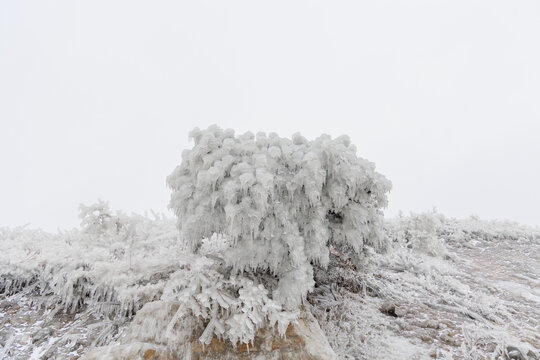 冬季大雪中的雾凇