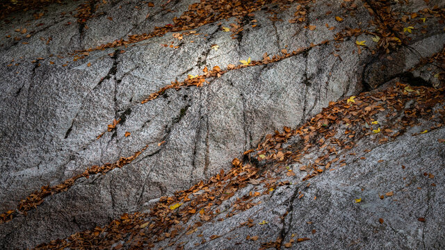 石头上的落叶