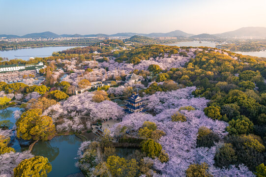 樱花盛开的无锡鼋头渚景区