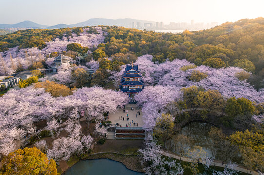 樱花盛开的无锡鼋头渚景区