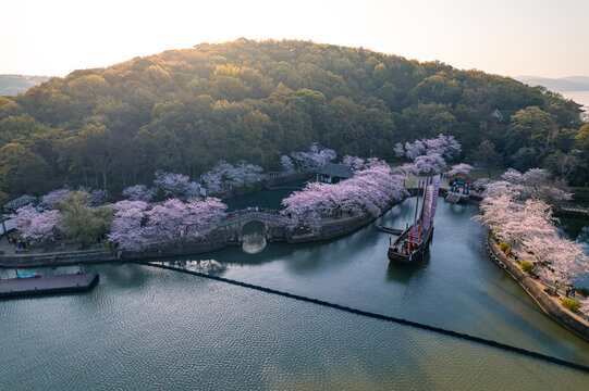 樱花盛开的无锡鼋头渚景区