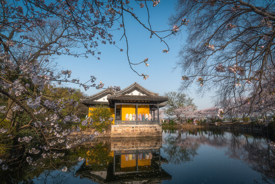 樱花盛开的无锡鼋头渚景区