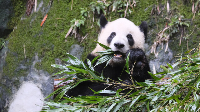 吃竹子熊猫