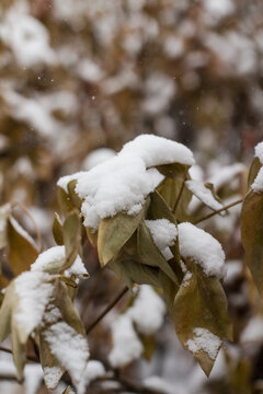 树枝上的积雪