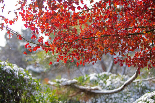 济南泉城公园冬天红叶雪景