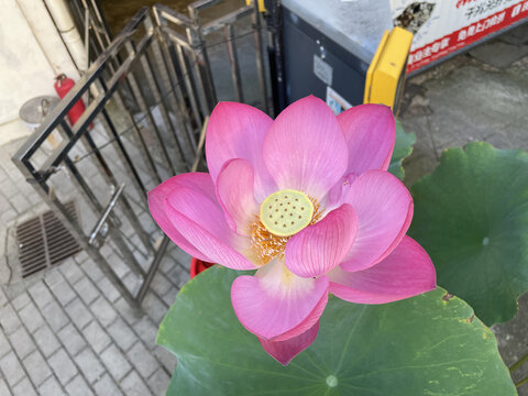 荷花