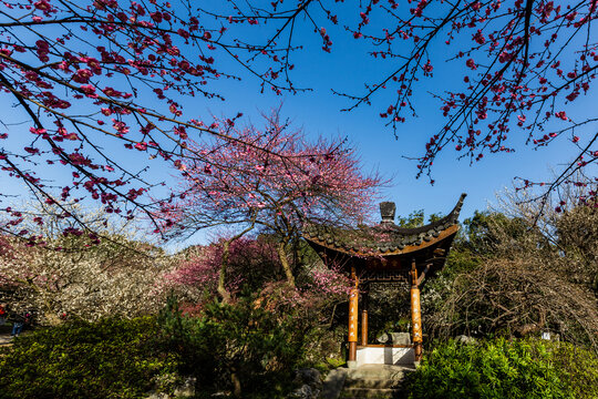 杭州灵峰探梅