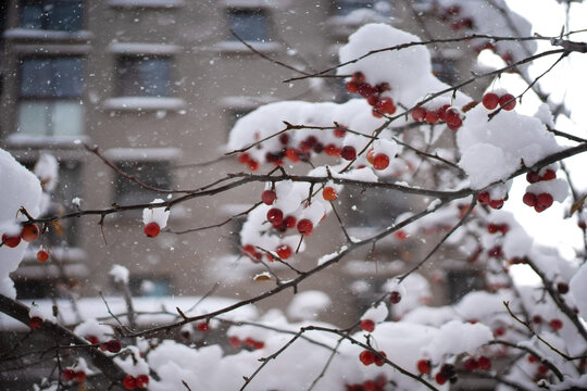 大雪中的红色果实