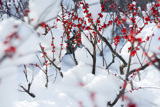 雪中的红色果实