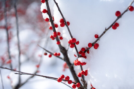 雪中的红色果实