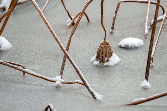 雪后残荷6