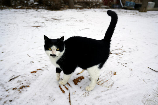 雪地上的黑猫