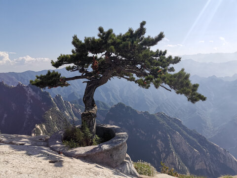 黄山迎客松