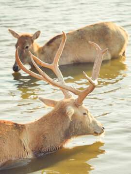 杭州湾湿地公园麋鹿近景