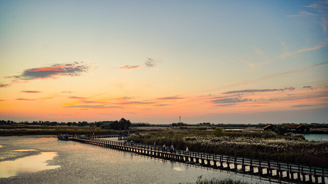 杭州湾湿地公园夕阳下的芦苇荡
