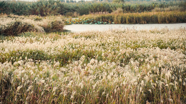 杭州湾湿地公园芦苇荡