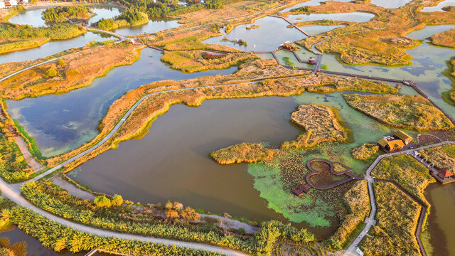 杭州湾湿地公园秋景航拍芦苇丛